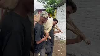 Lallantap Being Taken For A Video Shoot at MD Goat Farm