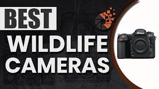Best Wildlife Cameras : The Ultimate Beginner’s Buyer Guide | Digital Camera-HQ