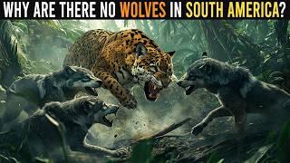 Why Are There No Wolves in South America?