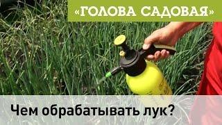 Голова садовая - Чем обрабатывать лук?