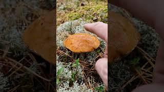 Poking Wild Mushrooms of the Forest!