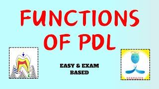 Functions of Periodontal Ligament | Functions of pdl