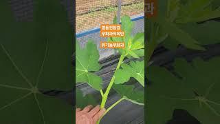 영동친환경 무화과작목반  #무화과 #무화과나무 #영동친환경무화과 #유기농무화과 #친환경무화과 #무화과열매 #무화과재배법 #무화과먹방 #무화과나무키우기