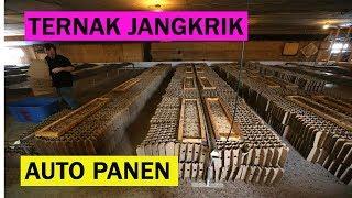 Cara Ternak Jangkrik Yang Baik Dan Benar | Dari Indukan Maupun Telur