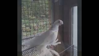 Uzbek Pigeons. Usbekische Tauben. Узбекские голуби.