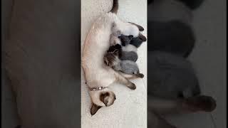 Mother cat and kittens #cat #kitten #smartsocietymysteries #wildliferescue