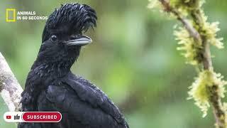 The hair of this crow acts like an umbrella in the rain 