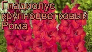 Гладиолус крупноцветковый Рома (gladiolus)  Рома обзор: как сажать, рассада гладиолуса Рома