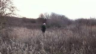 Goshawking Pheasants