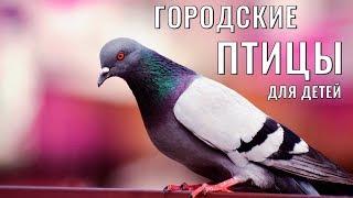 Учим птиц, развивающие мультики  видео для детей, городские птицы