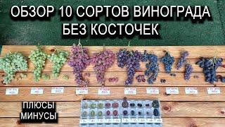 Обзор 10 сортов винограда без косточек. Плюсы и минусы #ТриЭкоВиноградник