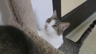 Animals are not immune to the impact of cooking meth