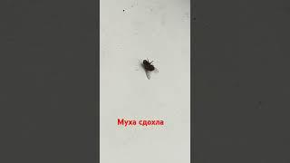 муха сдохла