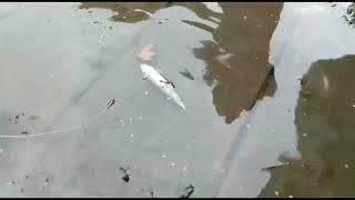 Panic due to large number of fish dying in Dal LakeNo need to panic, it is an annual affair; VC LCMA