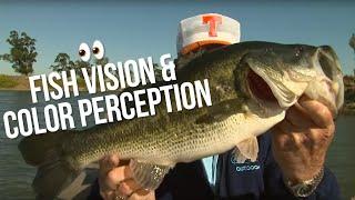 Fish Vision & Color Perception