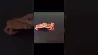  crab crush