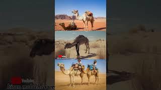 amazing information about camel #shorts#camel