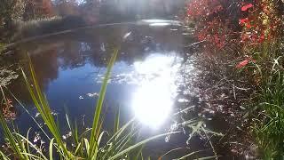 Beaver removal in Killingworth