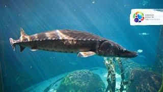 The sturgeon, a "living fossil"