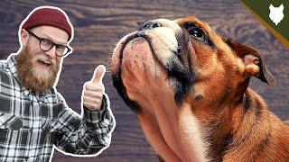 How To Get Your ENGLISH BULLDOG TO STAY