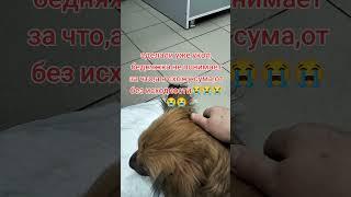 помощь бездомным животным ️