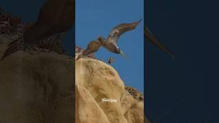 The cliff jump off!...#falcon #peregrinefalcon #birdsofprey #birdsofyoutube #birds #wildlife