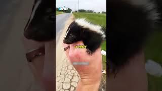 Люди приютили детёныша скунса #животные #animals