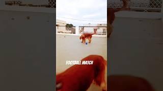 Ronaldo fans club  | Cocker Spaniel Football Match! #dogs #football #ronaldo
