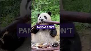 Pandas are the Dumbest Animals in the World #shorts #animals #panda