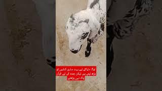 Hafiz Ahmad contact no 03486685027 #cow #cowgoat #naveedcattlefarm