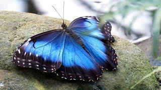 Blue Morpho Butterflies (Morpho peleides)