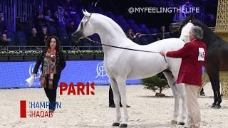 Hariry Al Shaqab, the WORLD PLATINUM Champion Arabian Stallion, Paris 2019