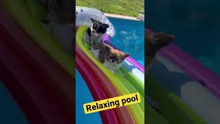 Relaxing in the pool