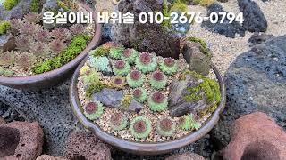 용설이네 바위솔농원 010-2676-0794 바위솔전문매장 #shorts