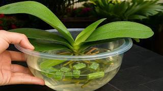 How to Rescue Orchids: Revive Them Easily!