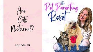 Are cats nocturnal?  My cat keeps waking me up at night! | The Pet Parenting Reset, episode 10