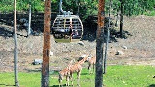 Doppelmayr/Garaventa 8-MGD "Safarigondel" Kolmården, Schweden (2011)