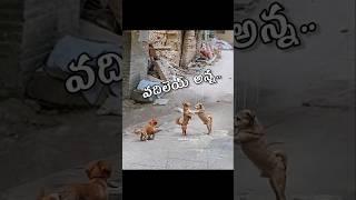 vadiley anna  #shorts #animaldub #comedy #dogs #aniimalsdubbing