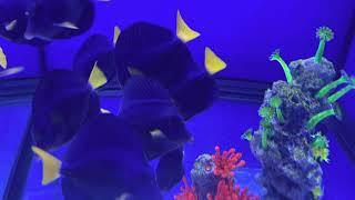 Purple Tang are the new Yellow Tang!