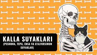 KALLA SUYAKLARI | PESHONA, TEPA, ENSA, G`ALVIRSIMON SUYAKLAR (ZOOM)