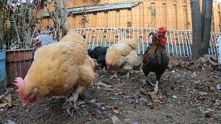 Backyard Chickens Relaxing Chicken Sounds ASMR HD Long Cut Over 5 Hours!