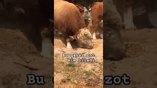 Неча кг чикади#mol #qoybozor #cow #hokiz #buqaboqish #buqalar #molbozor #qoy #bozor #funny