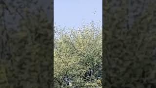 bulbul