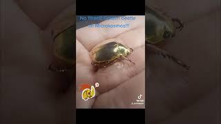 Nature doesn't need filter! Amazing golden beetle Chrysina resplendens on Microkosmos!!