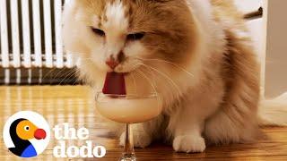 Cat Prefers A Martini To Milk | The Dodo