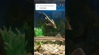 Факт о стерляди #shortsvideo #fish #аквариум #aquarium #рыбалка #стерлядь #осетр#осетр_в_аквариуме