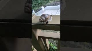 THE SNAIL AND THE ANTS  #mentionedyou #everyone #viralvideo