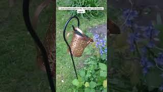 New Solar LED Lights Transform My Garden at Night #solarlights #ledlights