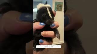 This family found a baby skunk in their backyard and then raised it