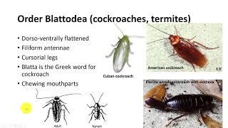 Insect Classification Part 2